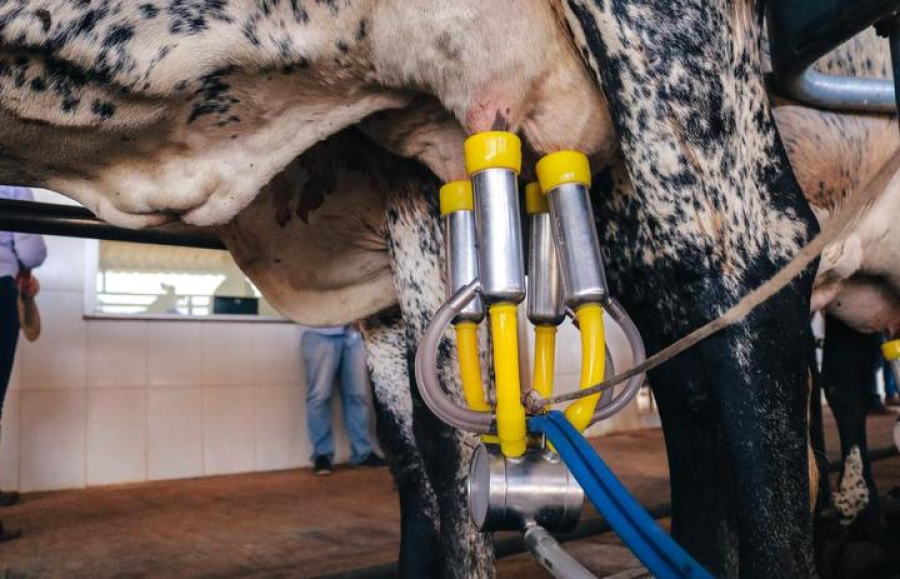 Frente parlamentar discute preço do leite pago a produtores em Mato Grosso